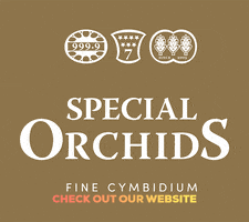 specialorchids logo special orchids cymbidium GIF
