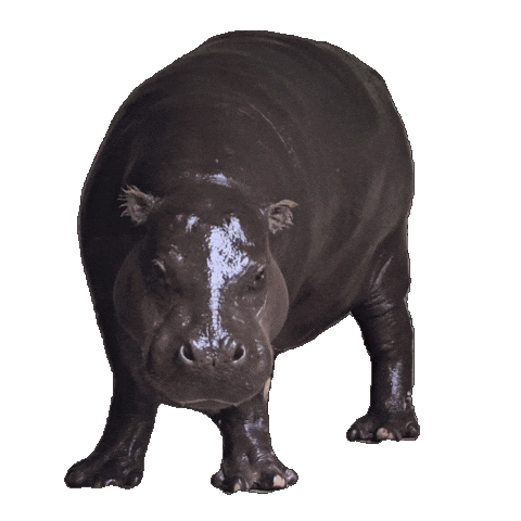 Hippo Sticker