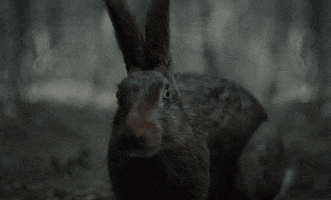 horror GIF by The Witch