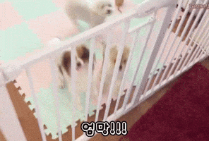 장혜리 GIF