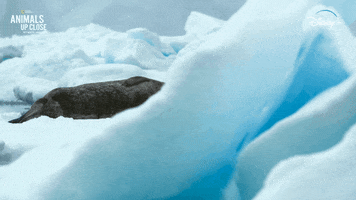 Nat Geo Ice GIF by National Geographic Channel