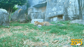 Jump Leopard GIF by Brookfield Zoo