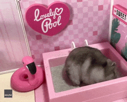 Hamster Cute Animals GIF by Storyful