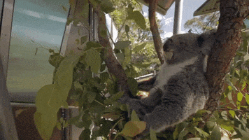zoo koala GIF by Jason Mraz