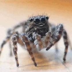 spider insects GIF