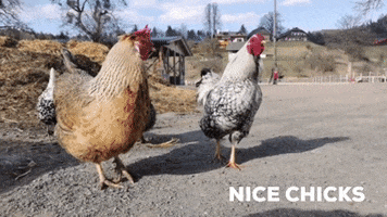 ponyklippklapp chicken chick rooster chicks GIF