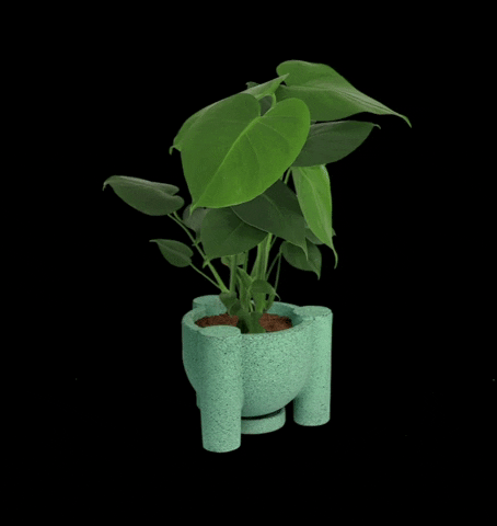 MuyBonito plants plantas monstera bonito GIF