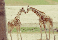 200w.gif?cid=790b76115cf9cc5875396a6667cf8e83&rid=200w.gif