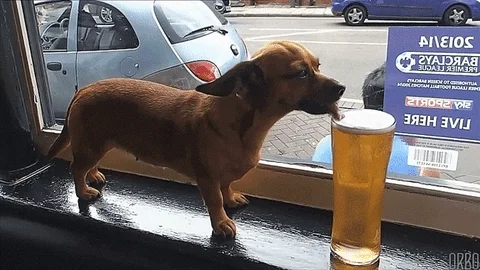Drinking Beer GIF