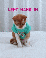 Happy Devon Rex GIF