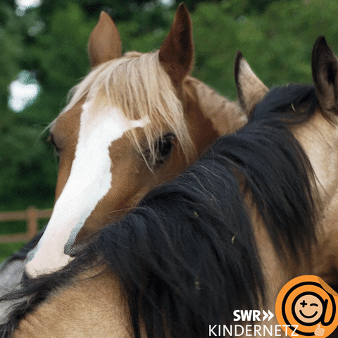 Horse Kiss GIF by SWR Kindernetz