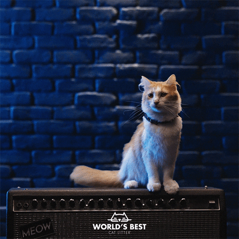 WorldsBestCatLitter thank you band rock and roll shred GIF