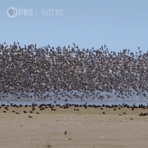 Travel Soar GIF by Nature on PBS