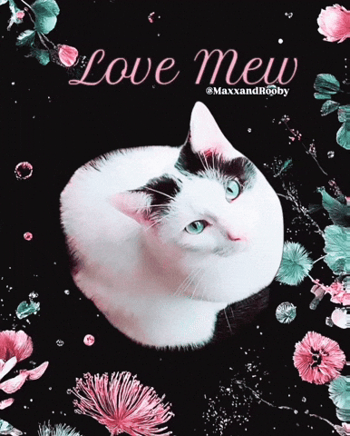 Love You Cat GIF