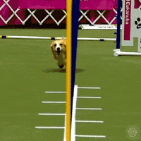 On My Way Running GIF by American Kennel Club - Find & Share on GIPHY
