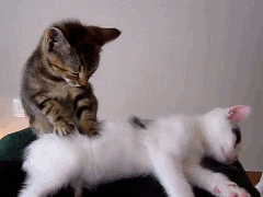 Cat Keep GIF - Find & Share on GIPHY