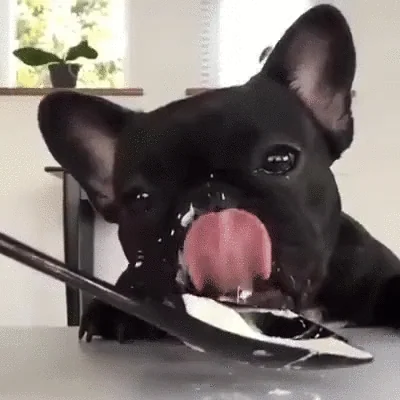 Dog licking yogurt off a spoon
