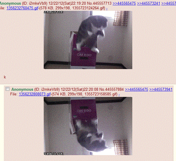 4chan GIF PrimoGIF