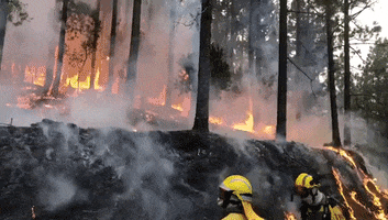 Fire Wildfire GIF by Storyful