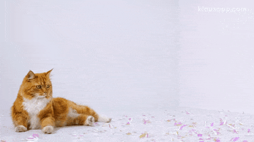 Cat GIF by Klaus
