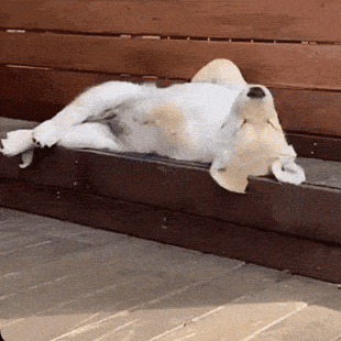Dog Baby GIF by Zack Kantor